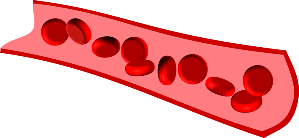 Erythrocytes On The Move - Circle Clipart (1000x461), Png Download