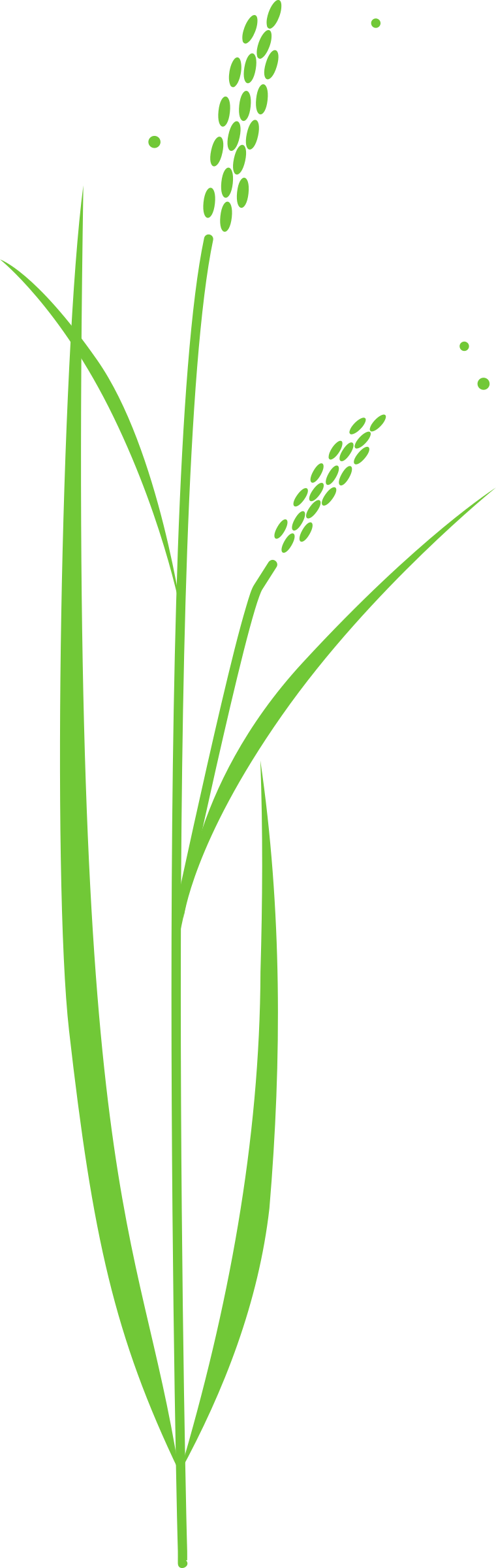 Rice Plant Clipart Black And White Png - Drawing Of Rice Plant Transparent Png (760x2400), Png Download