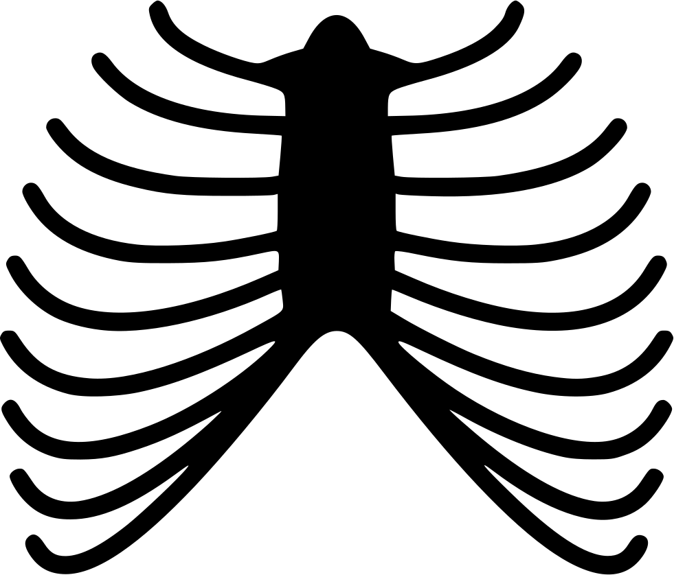 Rib Cage Human Skeleton Anatomy Human Body - Skeleton Rib Cage Pattern Clipart (981x838), Png Download
