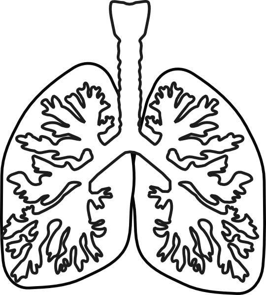 Clip Art - Png Download (540x598), Png Download