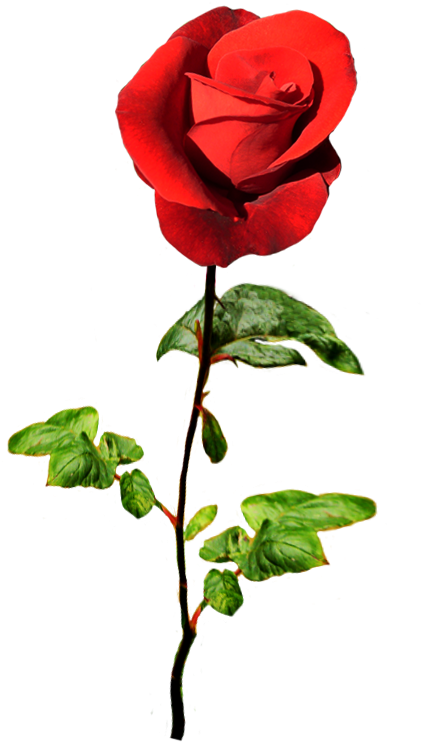 Red Rose For A Valentine Greeting - Valentine Flower Png Clipart (591x766), Png Download