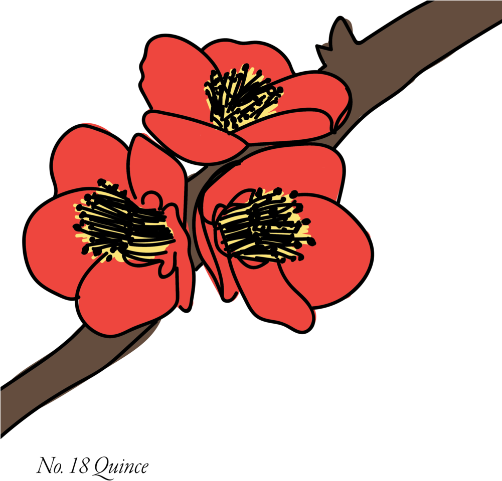 Quince-18 Clipart (1000x1000), Png Download