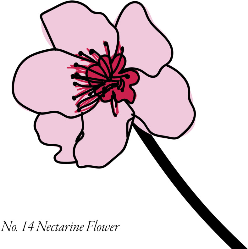 Nectarine-14 Clipart (1000x1000), Png Download