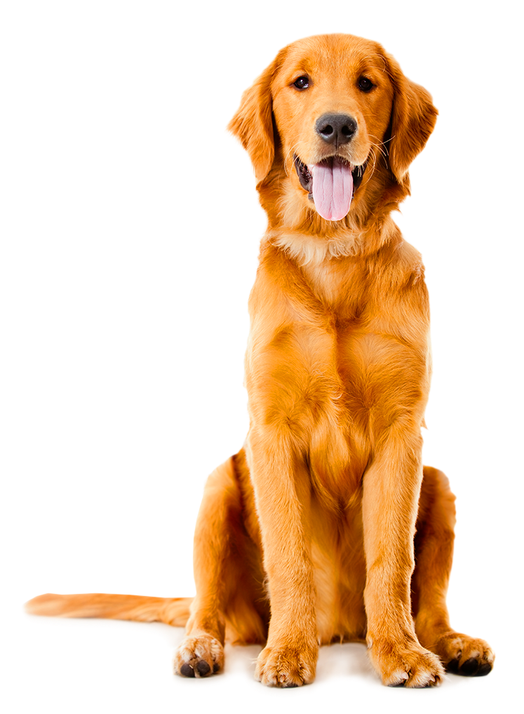 Golden Labrador Shepherd German Sitting Dog Pet Clipart - Golden Retriever Png Transparent Png (950x1083), Png Download