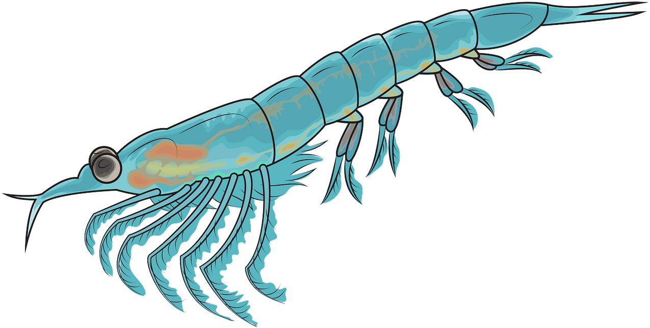 Northern Krill Clipart - Krill Clipart - Png Download (1280x796), Png Download
