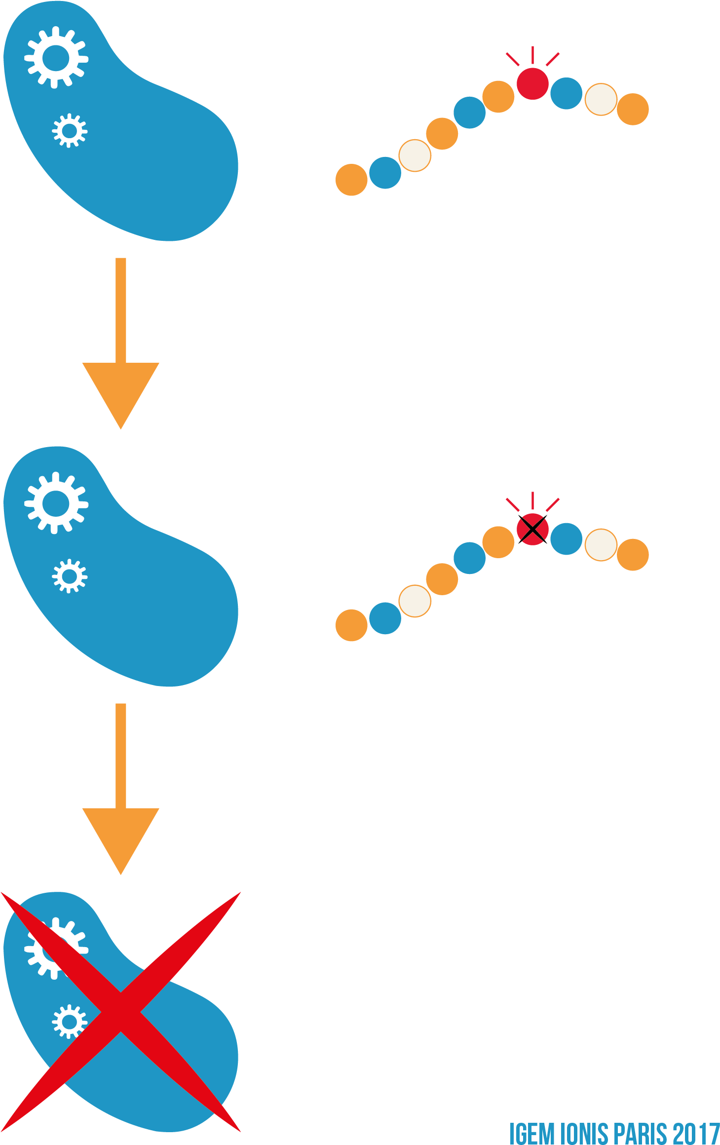 Clip Art - Png Download (1470x2330), Png Download