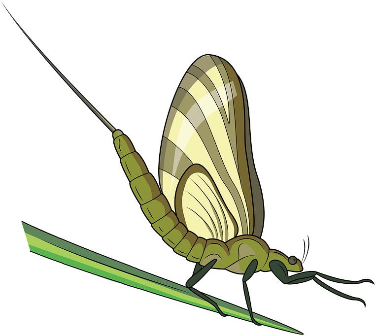 Green Drake Mayfly Clipart - Butterfly - Png Download (800x700), Png Download
