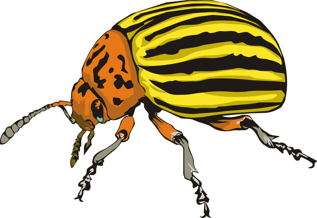 Colorado Beetle Clipart - Colorado Potato Beetle Drawing - Png Download (800x549), Png Download