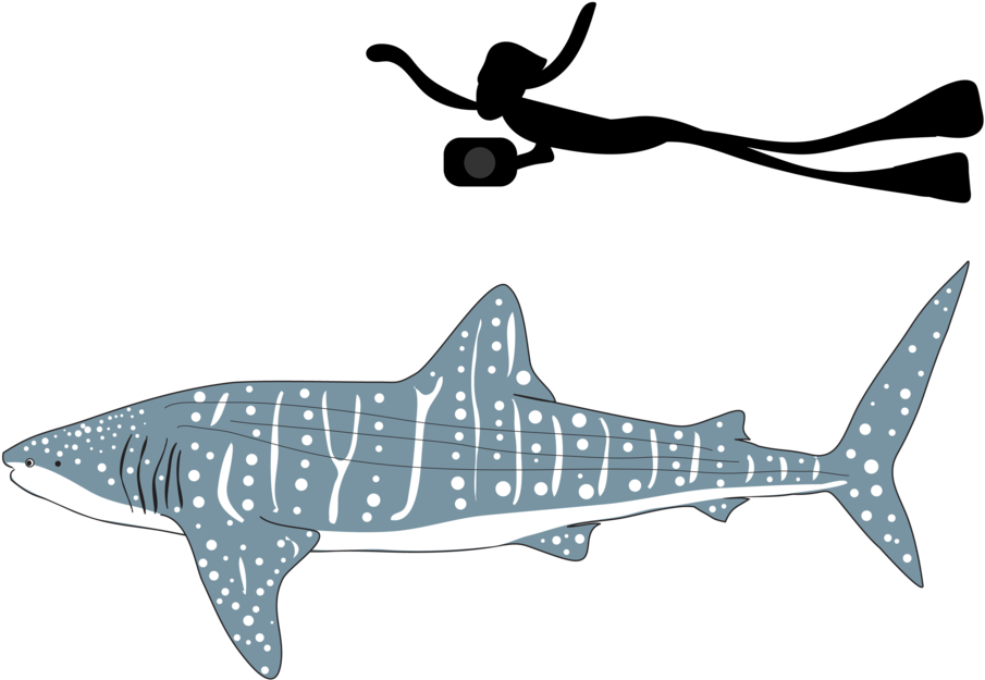 Be Part Of The Solution Whale Shark Png - Transparent Whale Shark Png Clipart (905x625), Png Download