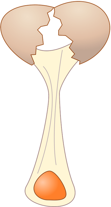 Broken Egg Clipart - Broken Egg Gif Png Transparent Png (433x800), Png Download