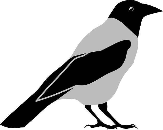 Animal, Bird, Crow, Magpie - Crow Clipart Png Transparent Png (640x511), Png Download