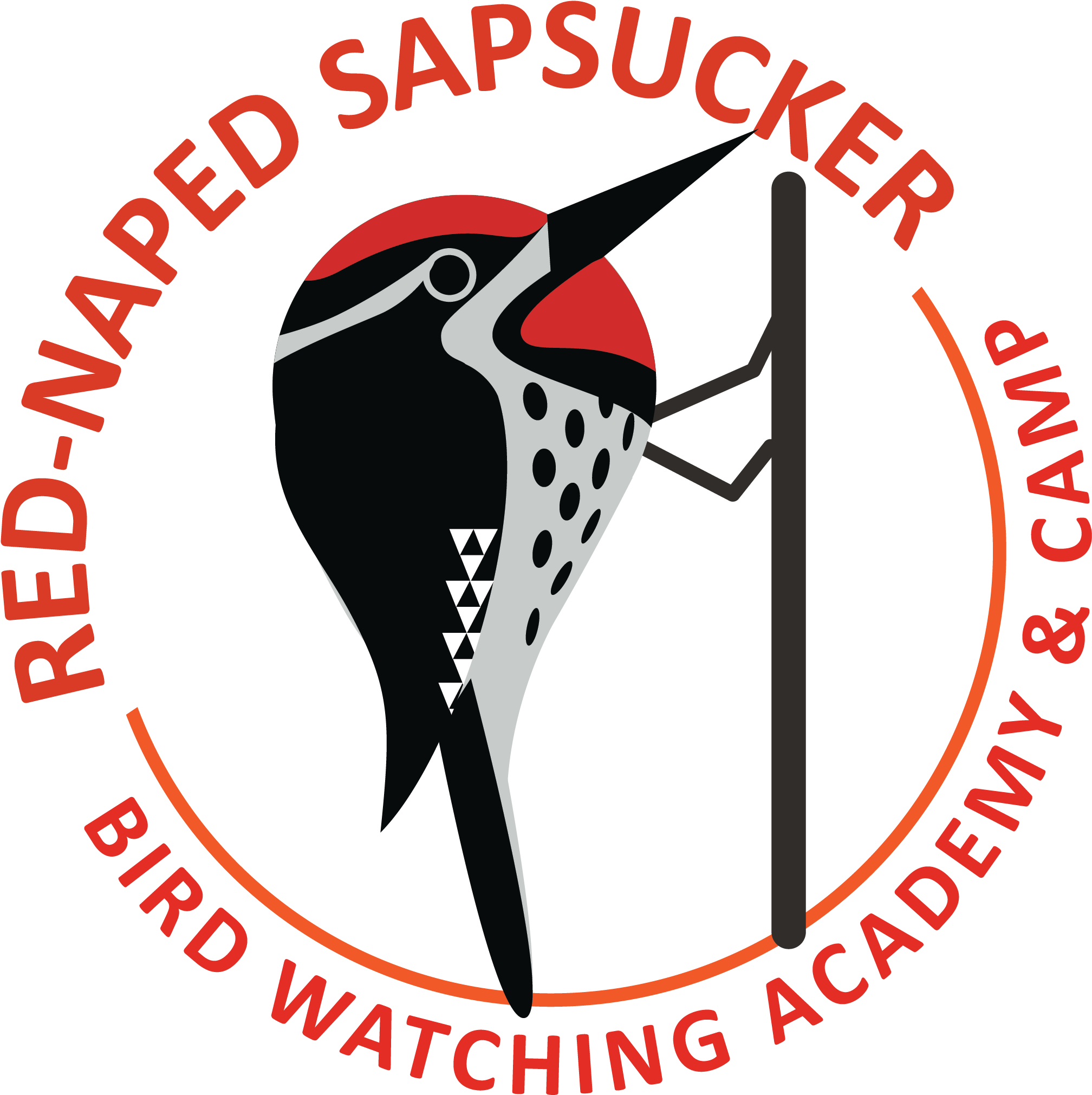 Red-naped Sapsucker Picture Clipart (2703x2875), Png Download