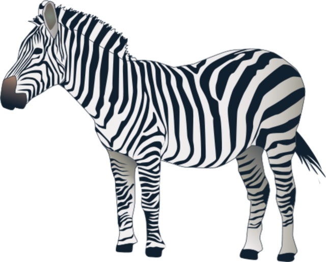 Transparent Background Zebra Png Clipart (640x515), Png Download