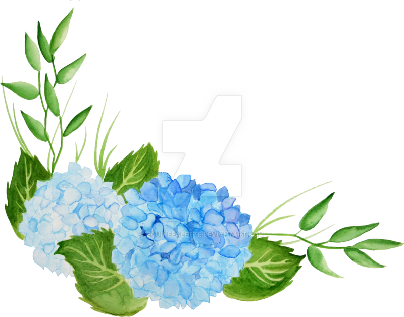 Hydrangea Transparent Watercolor - Transparent Background Hydrangea Clipart - Png Download (800x628), Png Download