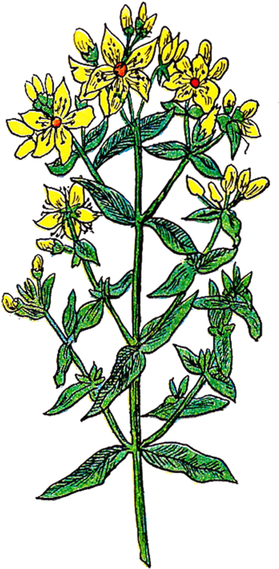 Transparent Leaf Flower Plant Flora Clipart For Nature - Floral Design - Png Download (600x1001), Png Download