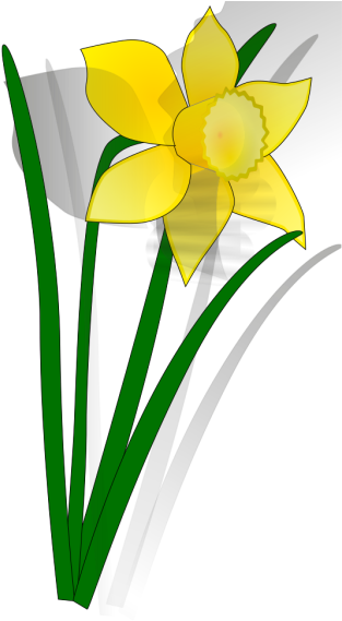 Daffodil Flower Png Images - Daffodil Clip Art Transparent Png (600x600), Png Download