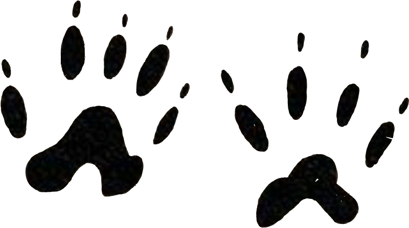 #footprints #animal #tatoo #wild #pawns #cat #catlove - Illustration Clipart (878x527), Png Download