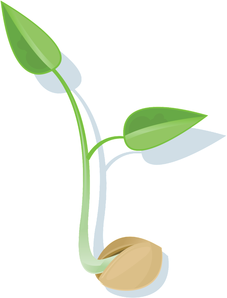 Download Seed Png File - Seed Clipart Png Transparent Png (829x1024), Png Download