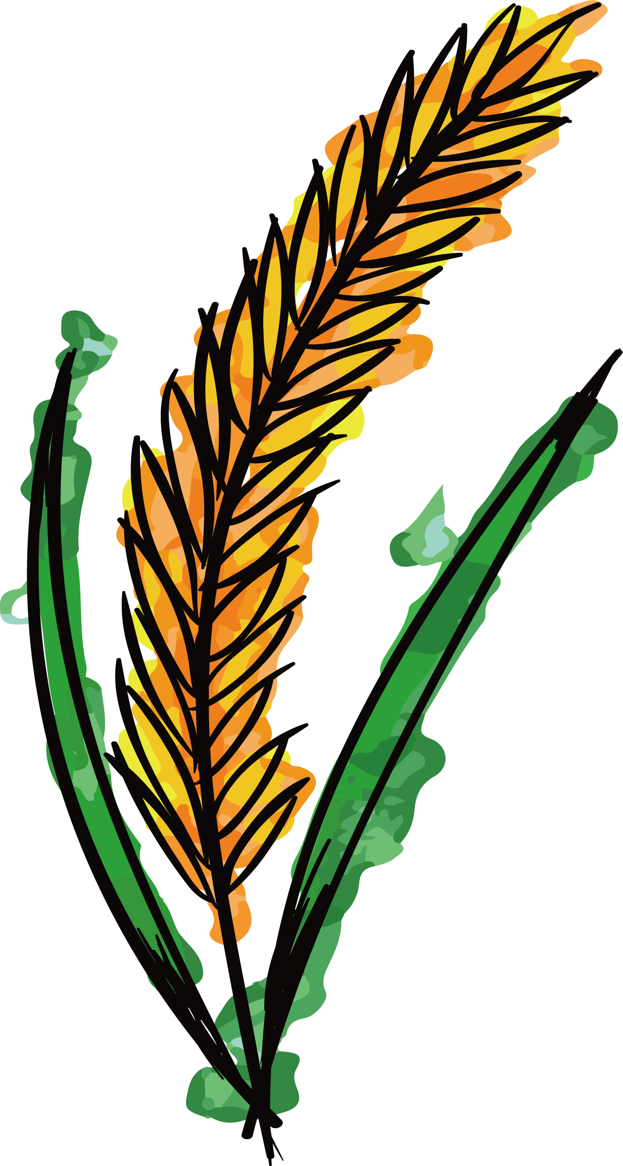 Vector Wheat Watercolor - Wheat Watercolor Png Clipart (1278x2389), Png Download