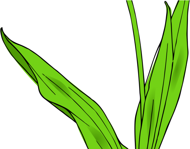 Tulip Clip Art - Png Download (640x480), Png Download
