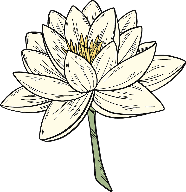 White Water Lily Clipart - Sacred Lotus - Png Download (773x800), Png Download