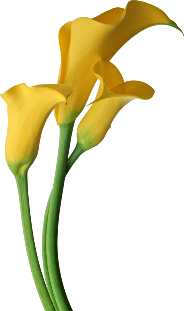 Lily Flower Drawing Pictures - Yellow Calla Lily Clipart - Png Download (600x1012), Png Download