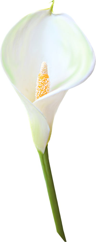 White Calla Lily Clipart Graphic Black And White Transparent - Calla Lily Single Flower - Png Download (400x1004), Png Download