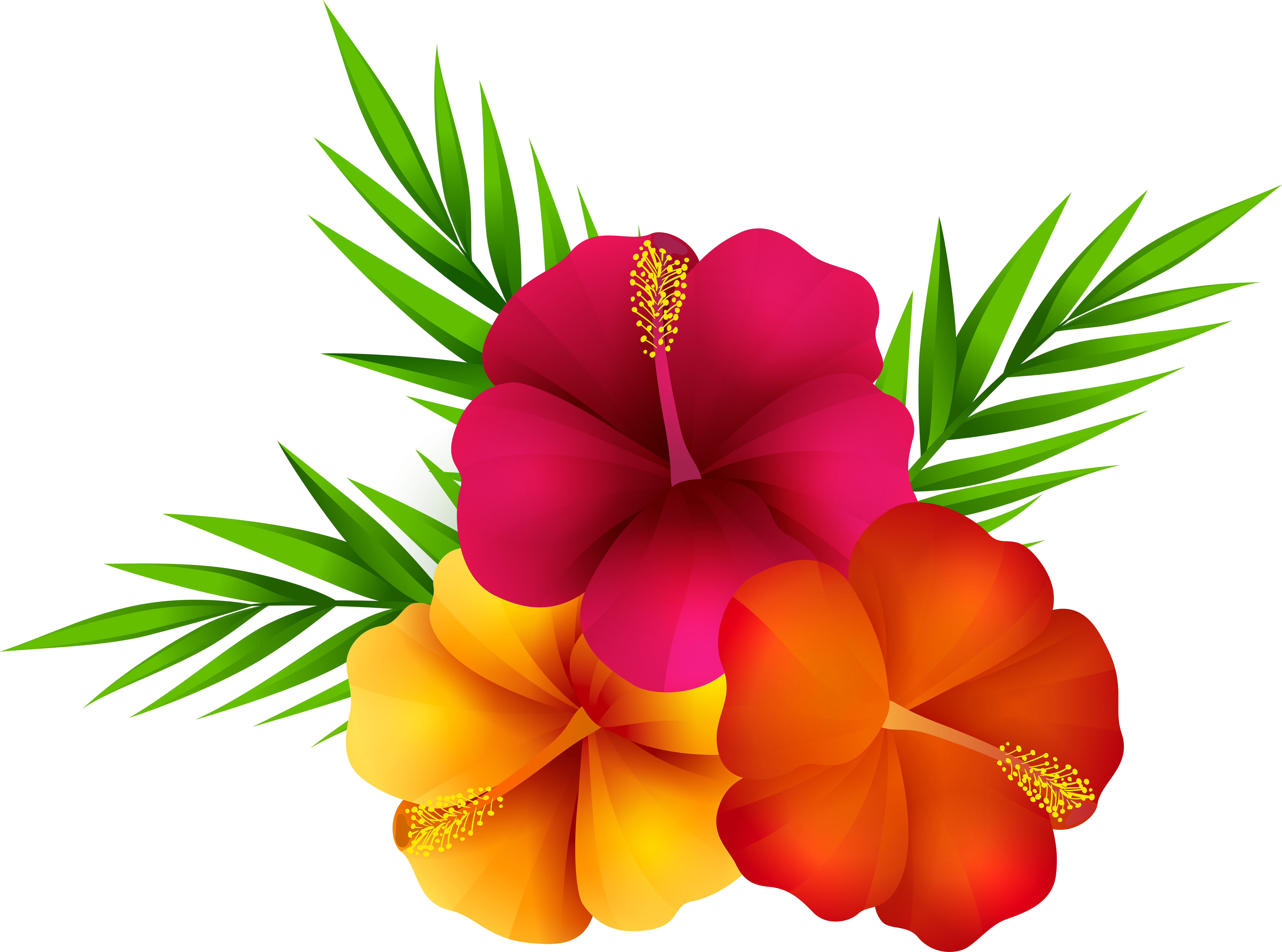 Clipart Flower Images Png - Transparent Background Tropical Flower Clipart (8000x5943), Png Download