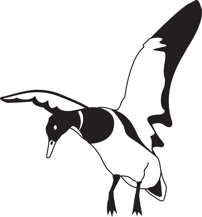 Black White Bird - Clip Art Duck Landing - Png Download (669x720), Png Download
