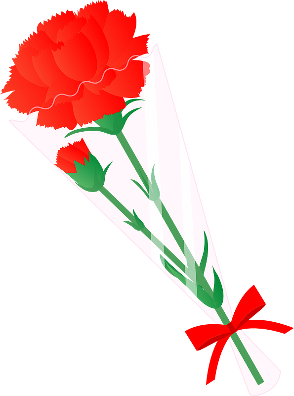 Carnation Flower Clipart - Carnation - Png Download (595x800), Png Download