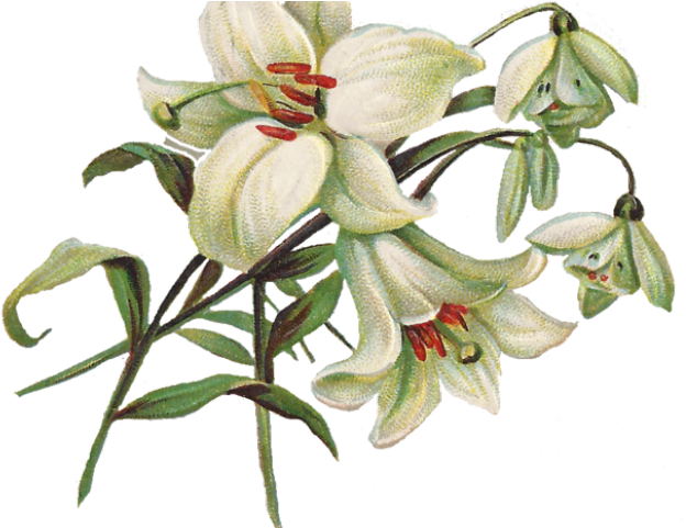 Vintage Flower Clipart Transparent Background - Easter Lily Png (640x480), Png Download