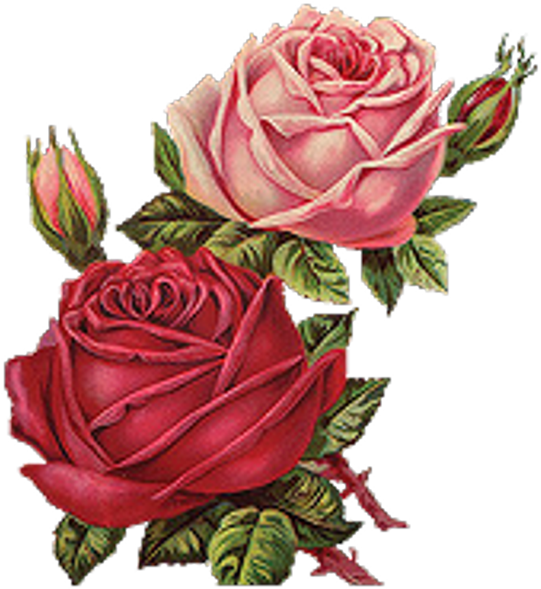 Red Roses Vintage Png Clipart , Png Download - Vintage Roses Png Transparent Png (790x859), Png Download