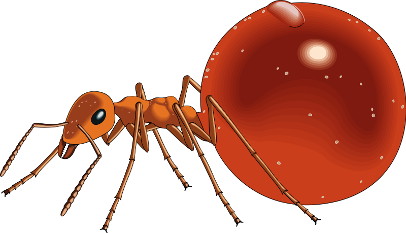 Free Vector Insect - Honeypot Ant Png Clipart (800x459), Png Download