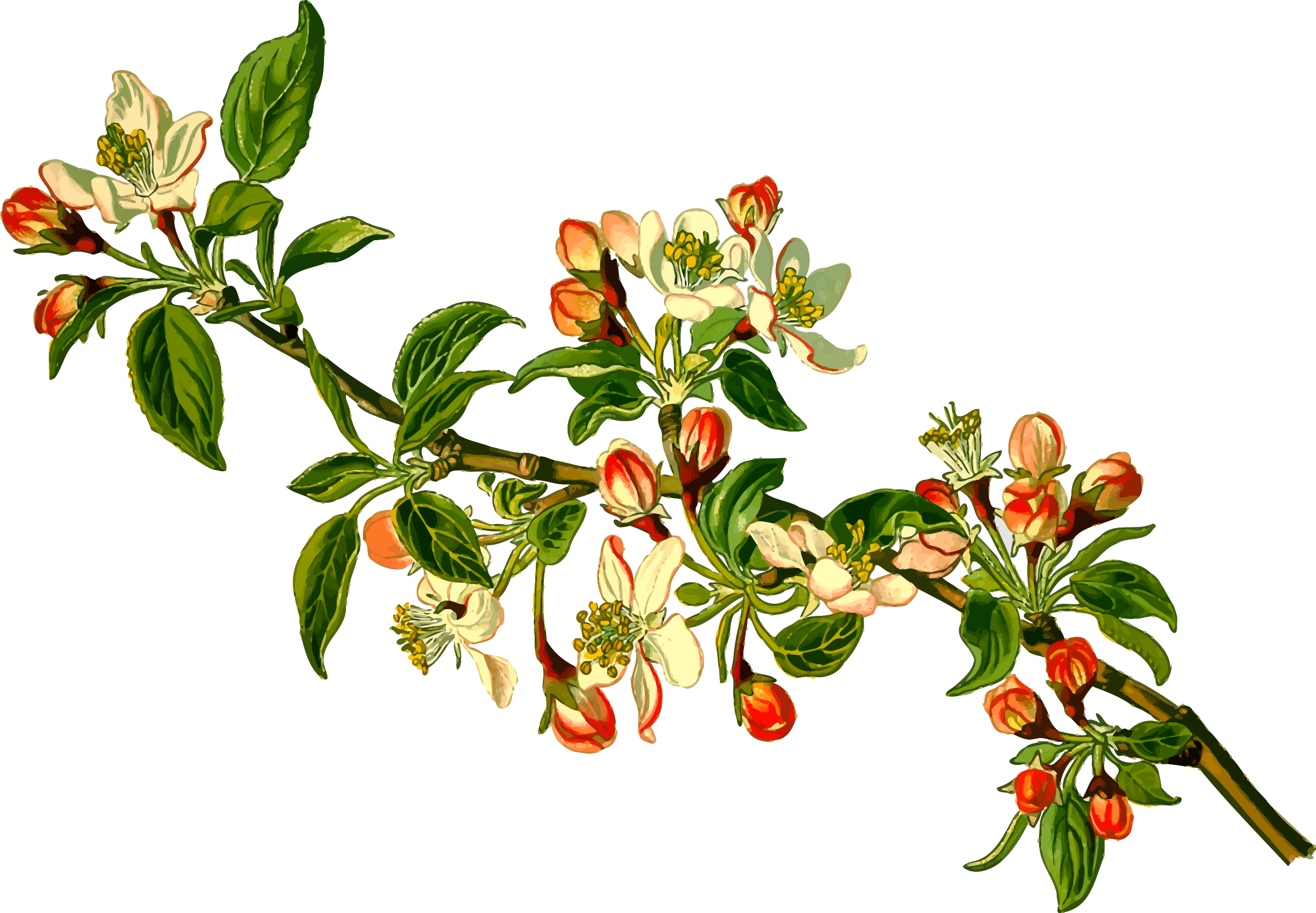 This Free Icons Png Design Of Apple Tree - Apple Tree Branch Png Clipart (2400x1665), Png Download