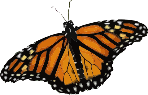 Danaus Plexippus - Borboleta Monarca Png Clipart (566x800), Png Download