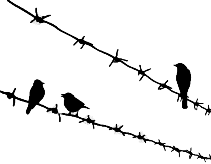 Bird Png Download - Birds Sitting On Wire Clipart (700x546), Png Download