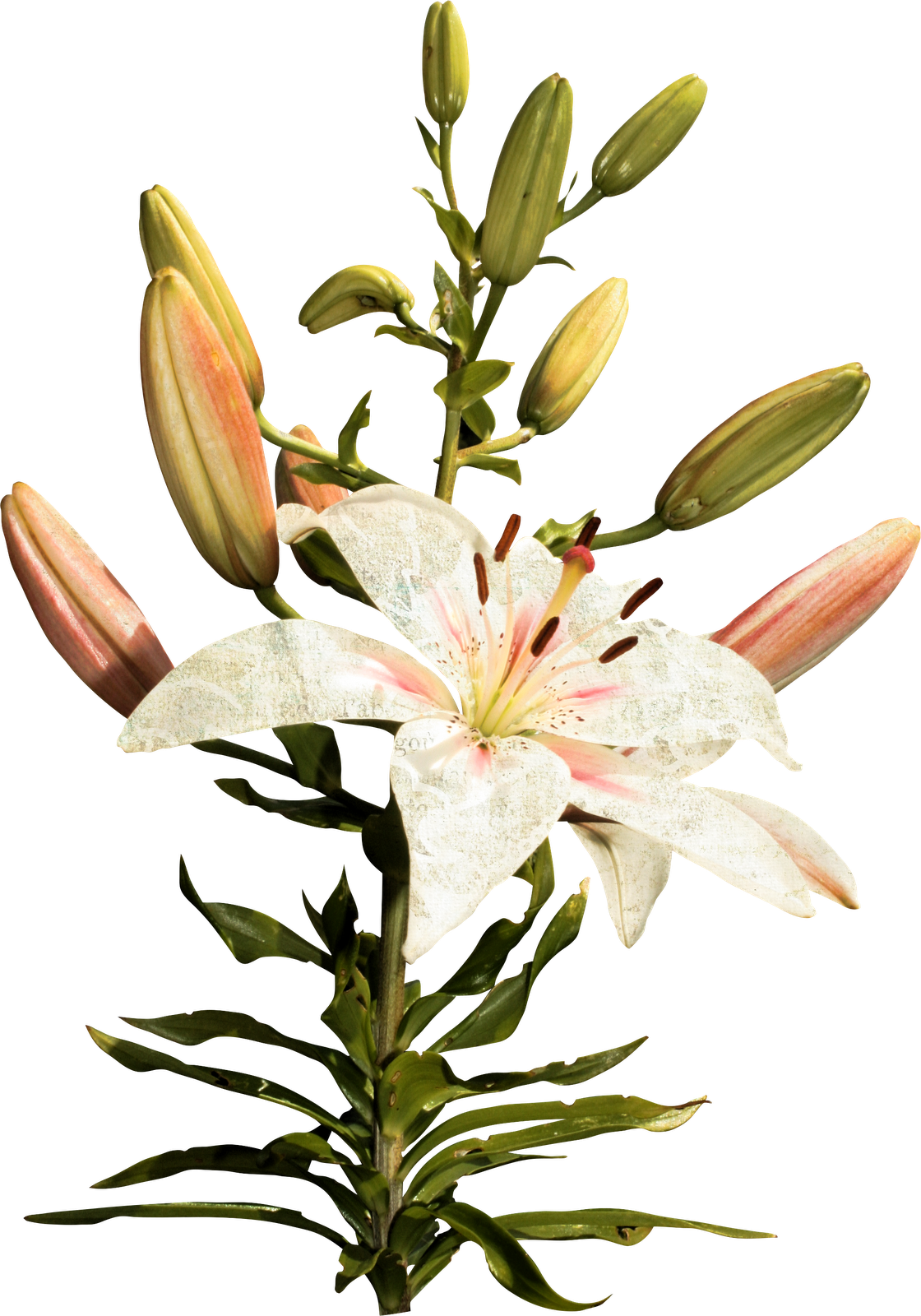 Long Flowers Png Clipart (1120x1600), Png Download