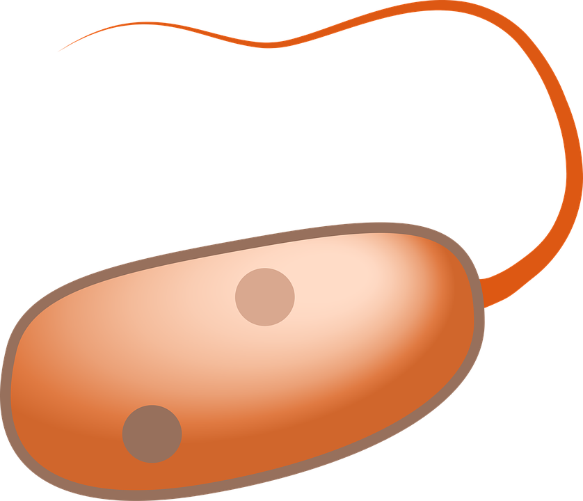 Flagella Vector Clipart (838x720), Png Download