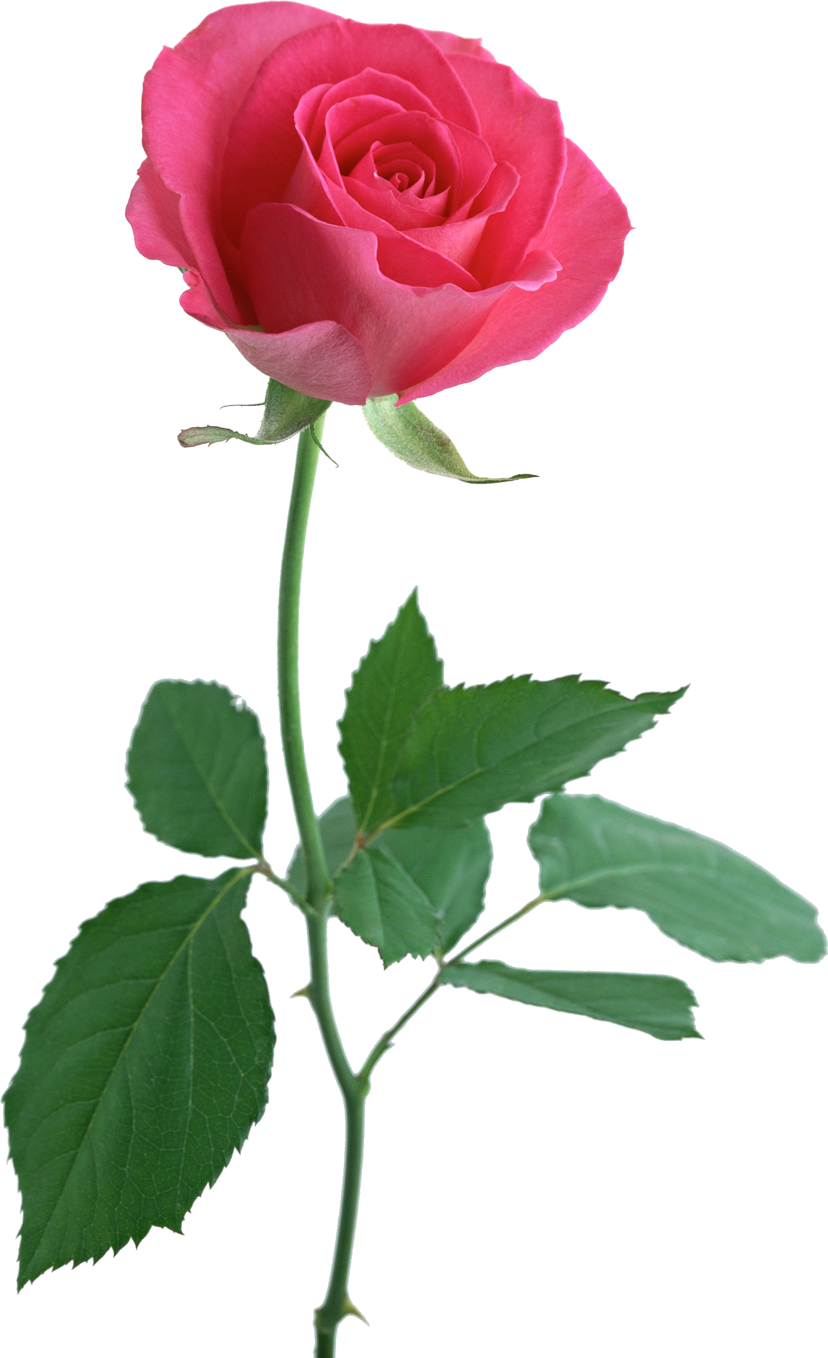 Pink Rose Stalk Transparent Clipart (2094x2950), Png Download