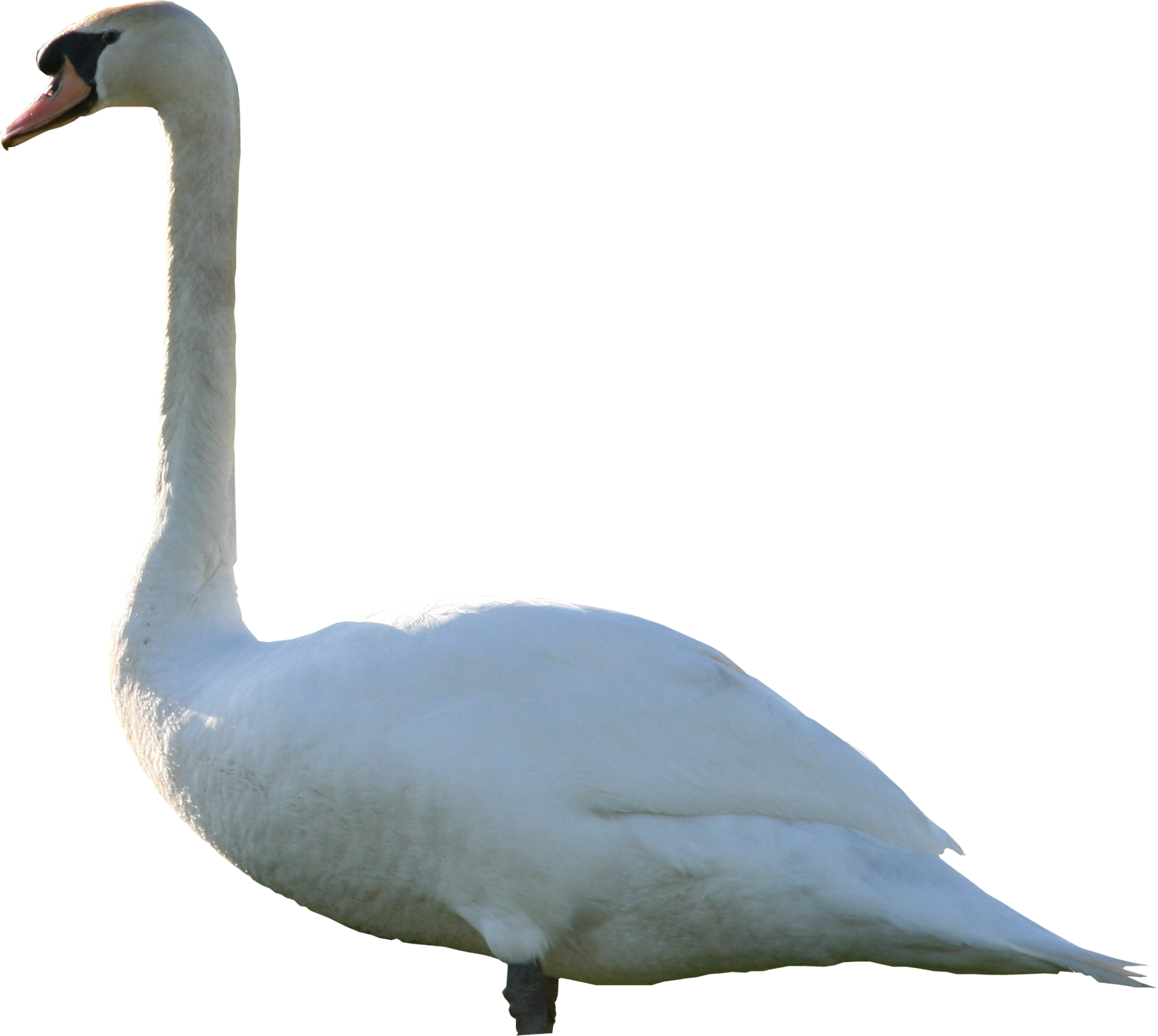 Download And Use Swan Icon Clipart - Mute Swan Png Transparent Png (1566x1401), Png Download