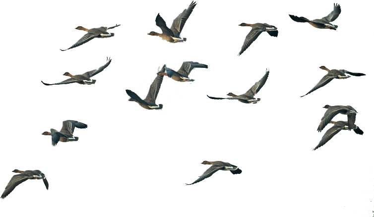 Fly Group Of Swan Goose Migration Flight Clipart - Flock Of Ducks Png Transparent Png (780x492), Png Download