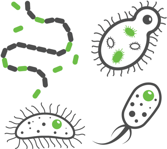 Urinary Tract Infections - Transparent Background Bacteria Transparent Clipart (600x540), Png Download