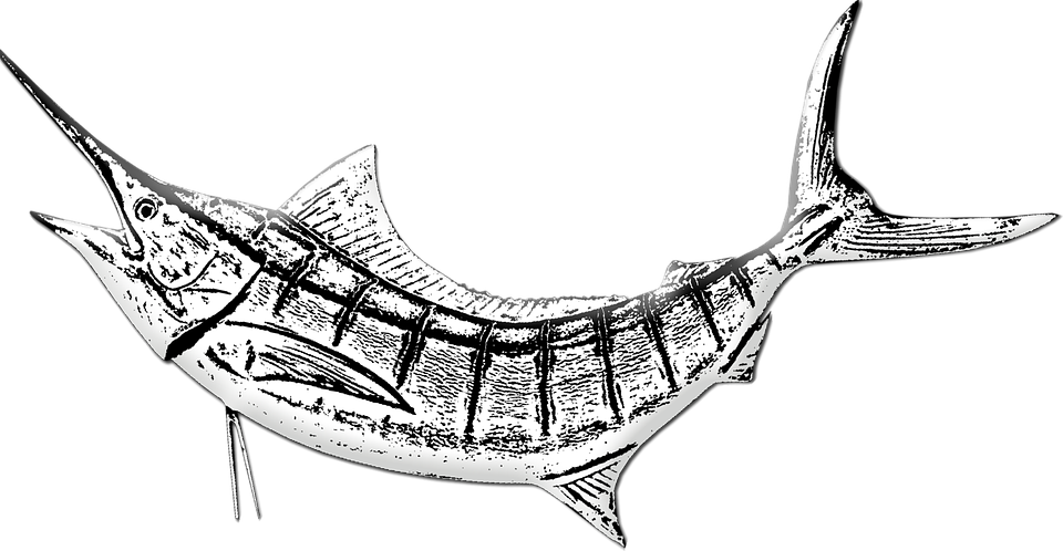 Transparent Marlin Clipart - Marlin Fish Drawing - Png Download (960x498), Png Download