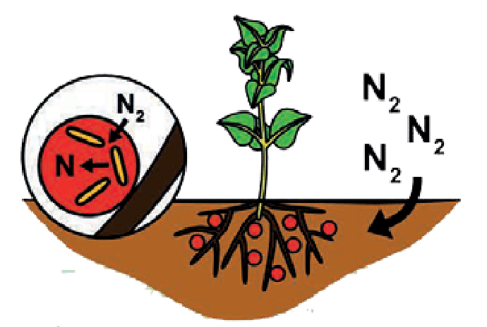 Biological Nitrogen Fixation Cartoon Clipart (716x463), Png Download