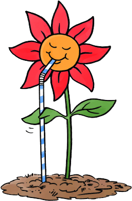 Spuds - Tulipa Humilis Clipart (915x450), Png Download