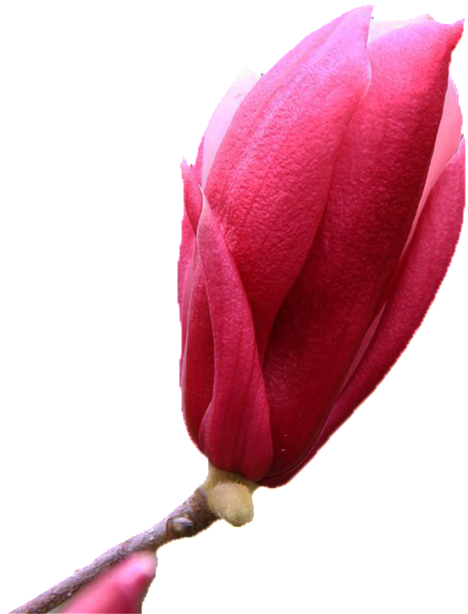 Pink Bud Elements - Tulip Clipart (1024x682), Png Download