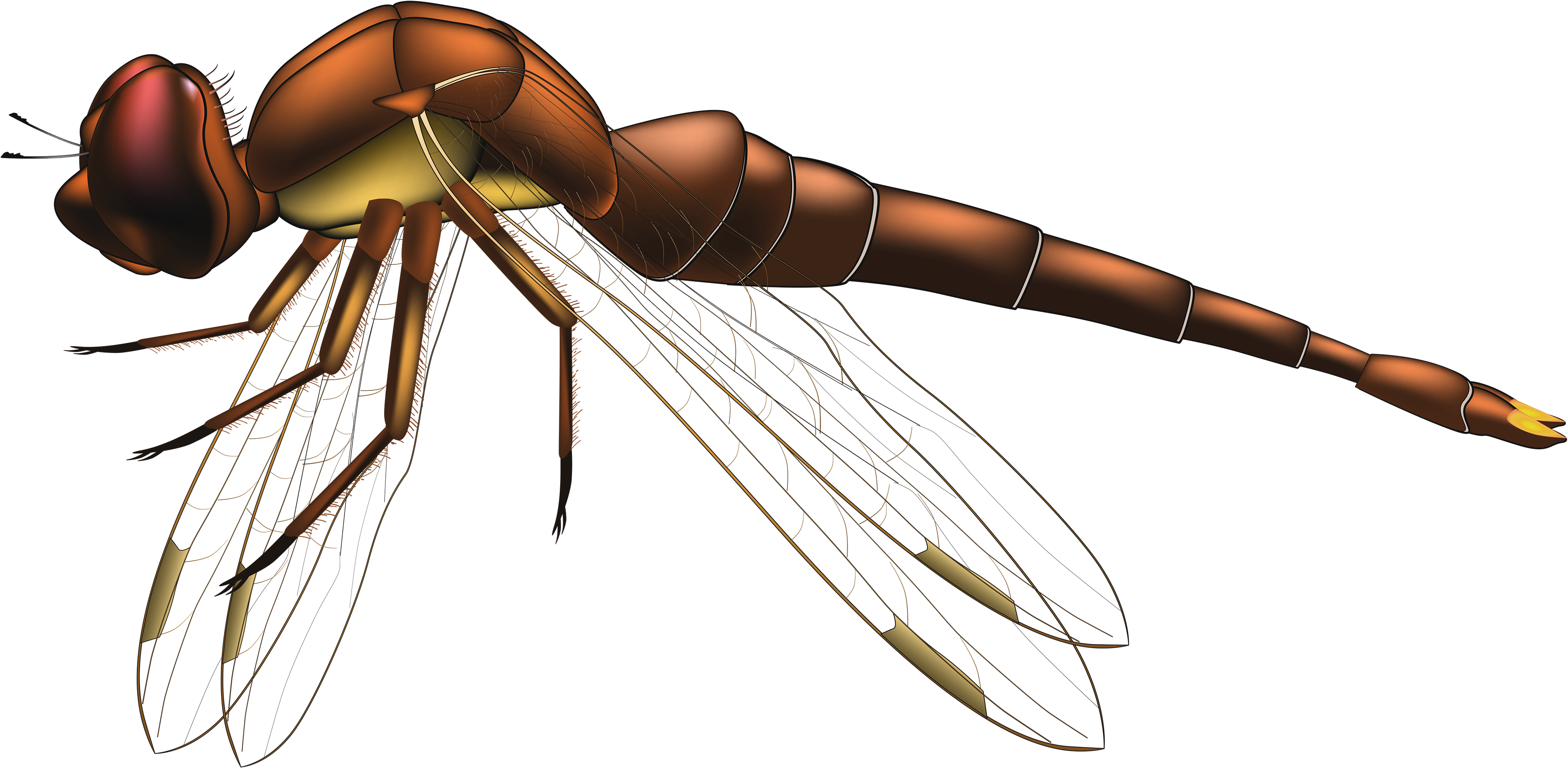 Dragonfly Brown Png Clip Art - Dragon Fly Png Transparent Png (3857x1889), Png Download