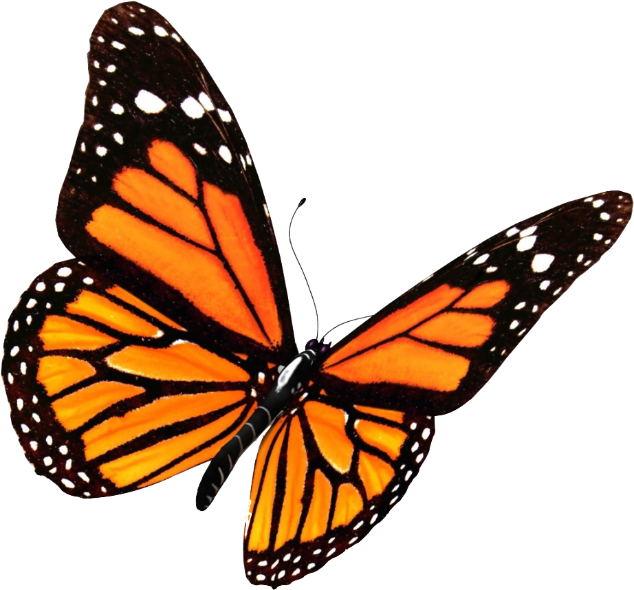 Butterfly Clip Art - Transparent Background Butterfly Clipart - Png Download (969x1024), Png Download