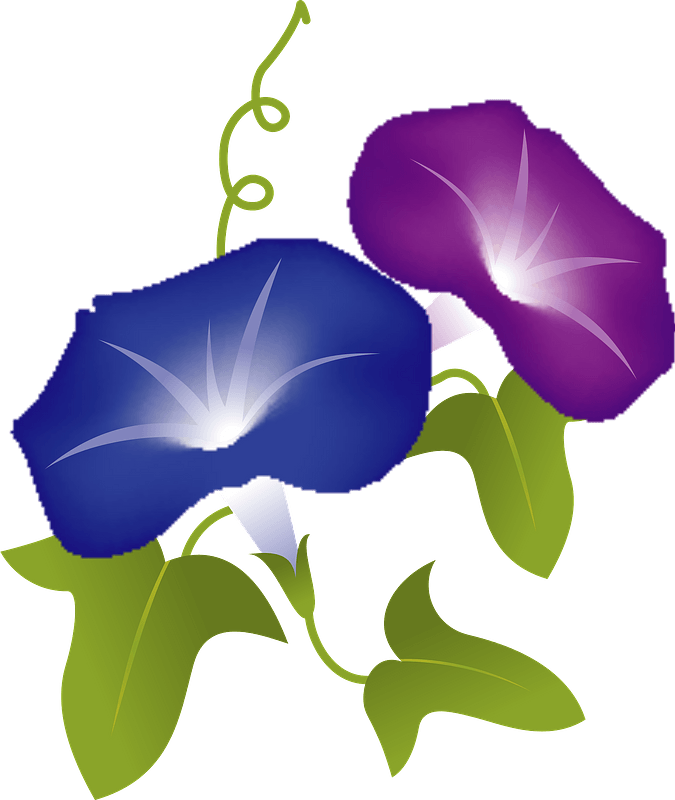Morning Glory Flower Clipart - Japanese Morning Glory - Png Download (675x800), Png Download