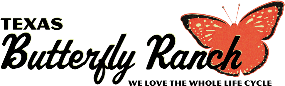 Texasbutterflyranch - Brush-footed Butterfly Clipart (1000x308), Png Download